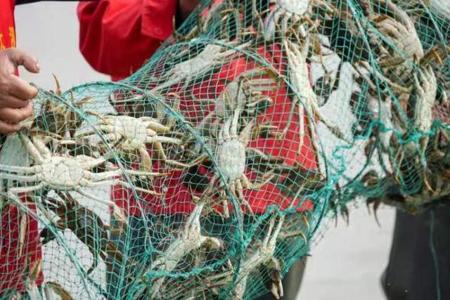 青蟹价格一览表(量减3成价涨3成本地蟹)(5)