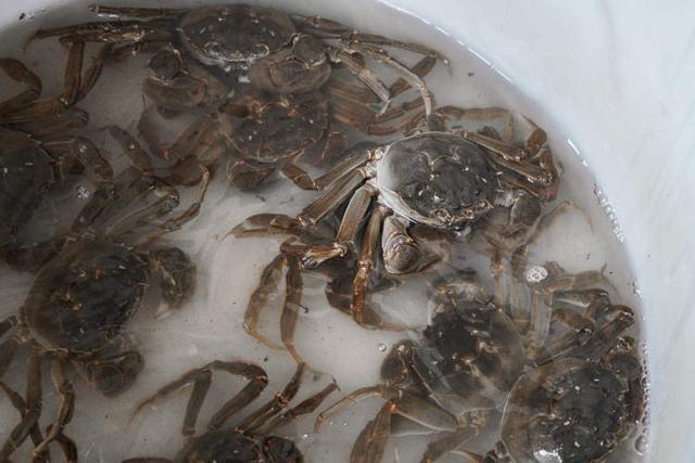 青蟹价格一览表(量减3成价涨3成本地蟹)(2)