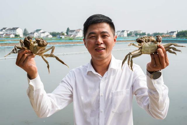 青蟹价格一览表(量减3成价涨3成本地蟹)(1)