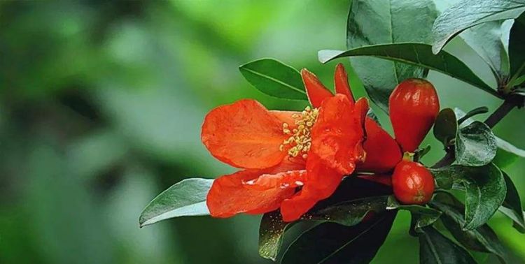 石榴花花的花语寓意及其传说简短
