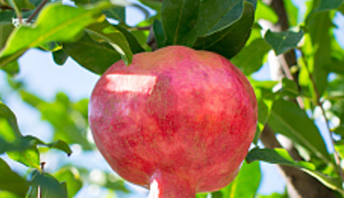 石榴花语和传说故事,石榴的花语是什么?图1