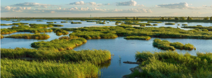 湿地属于什么土地类型