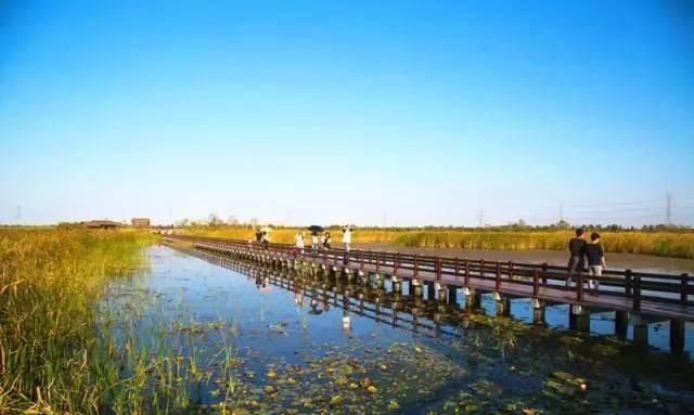 湿地又称为什么，沼泽和湿地被称作地球的什么？图5