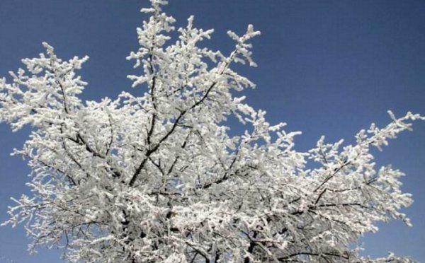 忽如一夜春风来是什么季节,古诗词中“忽如一夜春风来千树万树梨花开”图4