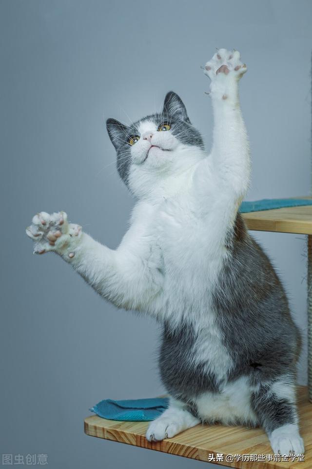 猫咪恨主人的十种表现（新手养猫指南）(2)