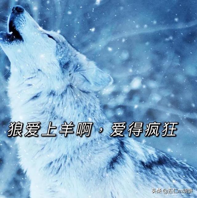 小羊遇见狼童话故事（狼爱上羊啊爱得疯狂）(1)