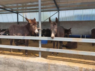 肉驴养殖场建设标准(建平县肉驴养殖行进在希望的田野上)