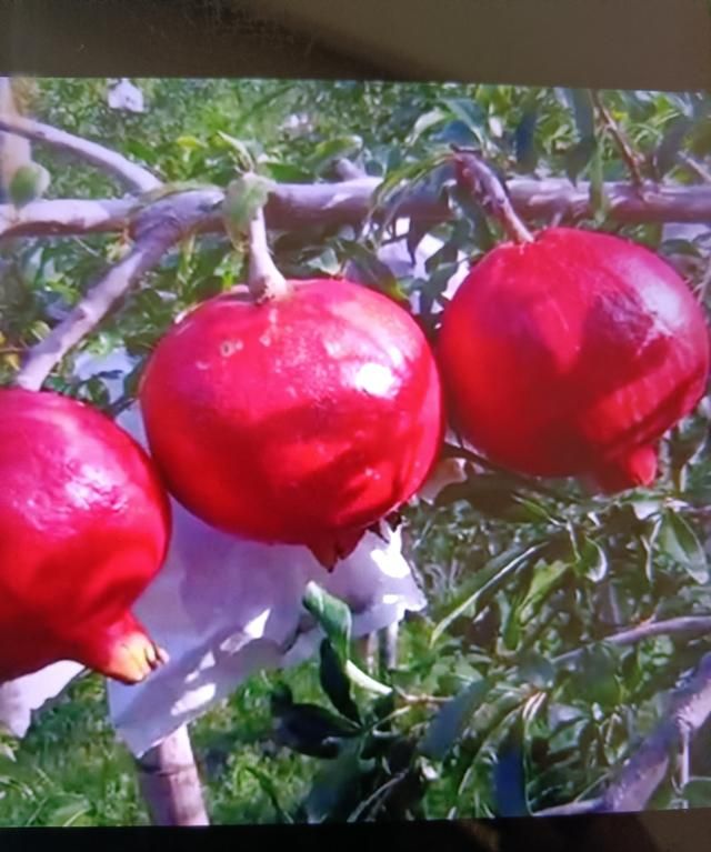 秋天有什么水果，秋天什么水果成熟了？图4