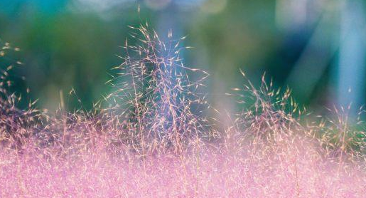 粉黛草花期,粉黛乱子草在什么地方图4