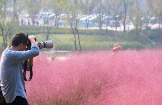 粉黛草花期,粉黛乱子草在什么地方图3