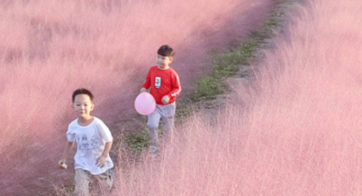粉黛草花期,粉黛乱子草在什么地方图5