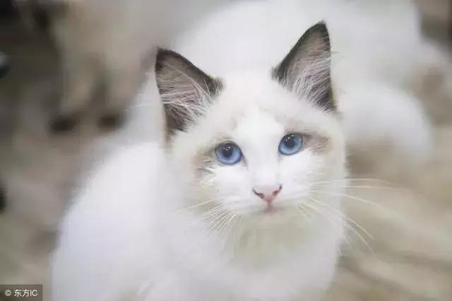 猫癣的症状和防治方法(猫病百科猫癣是啥)(9)