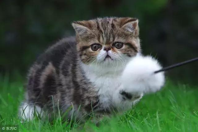 猫癣的症状和防治方法(猫病百科猫癣是啥)(8)