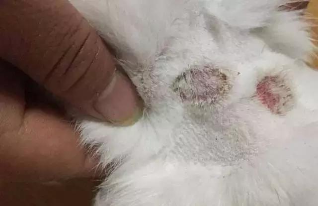 猫癣的症状和防治方法(猫病百科猫癣是啥)(2)