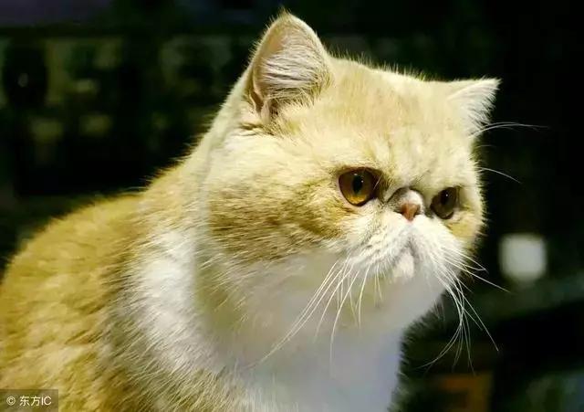 猫癣的症状和防治方法(猫病百科猫癣是啥)(7)