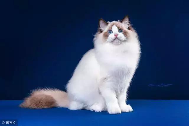 猫癣的症状和防治方法(猫病百科猫癣是啥)(6)