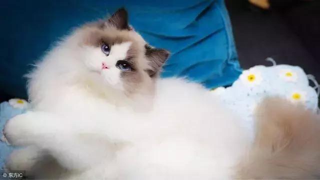 猫癣的症状和防治方法(猫病百科猫癣是啥)(5)