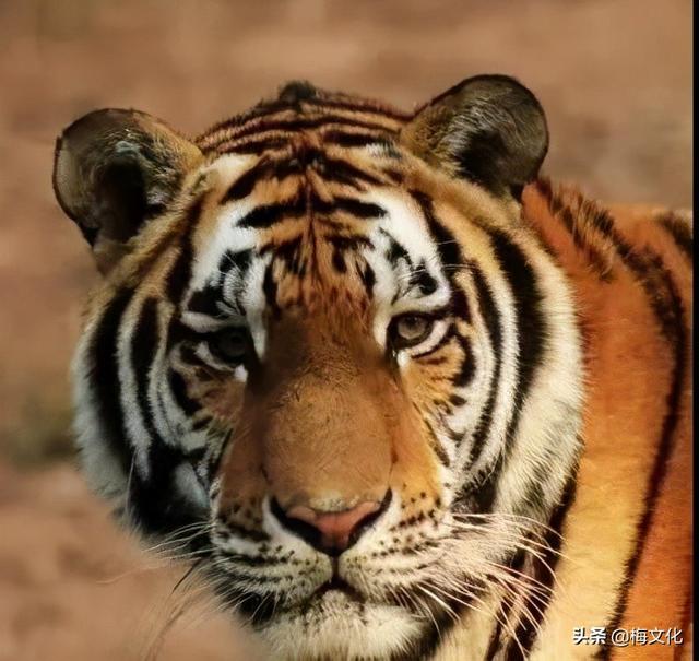 最罕见的十个姓氏(五大稀有姓氏你知道几个)(1)