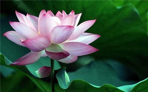 荷花象征着什么精神