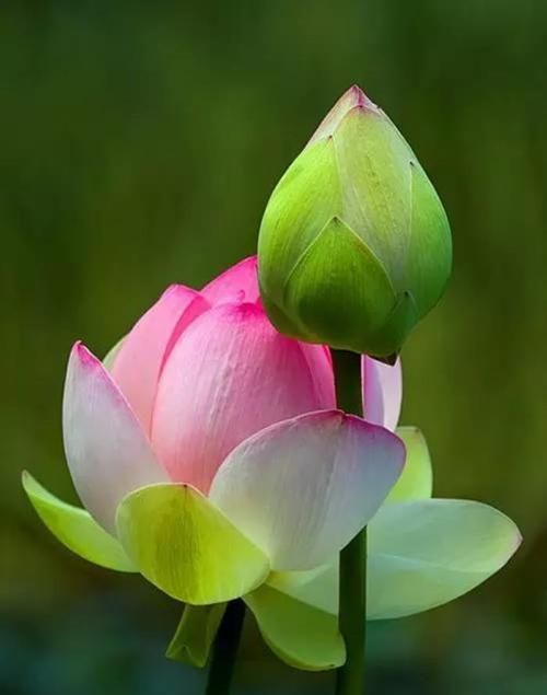 荷花象征什么品质代表人物有谁