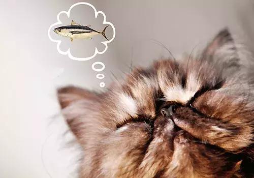 猫咪吃鱼时也会被鱼刺卡到吗（猫咪吃鱼不会被鱼刺卡到）(4)