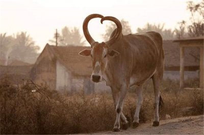 ​世界上牛最多的国家：印度（世界第二大牛奶生产国）