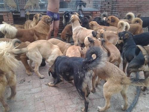 肉狗养殖技术（养殖肉狗的方法）