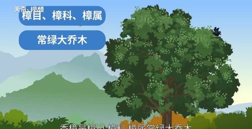 树木对地球的作用