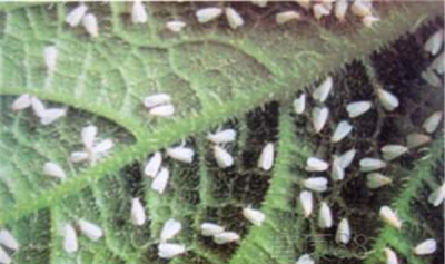 ​食用醋怎治花上白飞虱 白飞虱的防治方式有哪些