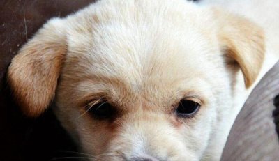 ​狗狗没有用饭怎样回事？本来这些缘故会让狗狗没有用饭