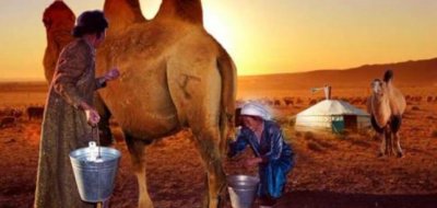 ​骆驼奶的功能和效率以及忌讳，有不科学根据_一杯顶10杯牛奶