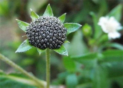 ​墨旱莲能治鹤发吗 墨旱莲不妨颐养头发让头发更佳