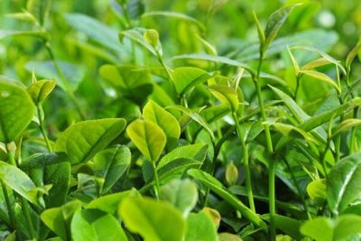 ​血虚没有能吃什么?茶与铁产生鞣酸铁无法接收，咖啡引起血虚