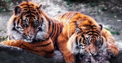 梦睹老虎是什么道理,假如有这四种状况您便须要注重了