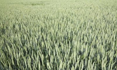 ​四月八是什么节日，农村老话说：“四月十六云推磨，十个坝子九个破”，是什么