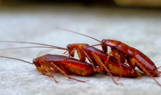 蟑螂怎么产生的,为什么会有蟑螂在家里图2