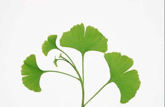 银杏茶的功效与作用,银杏叶茶的功效与作用图3