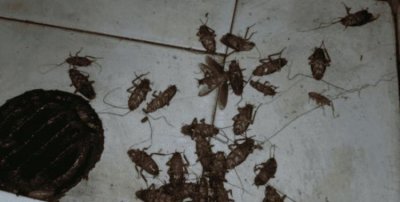 ​冬天蟑螂会消失,蟑螂白天藏在哪里