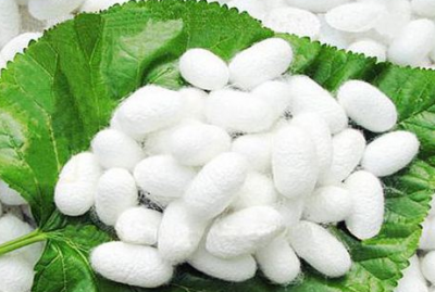 做蚕丝被为什么要杀蛹,自己用蚕茧怎么做被子视频