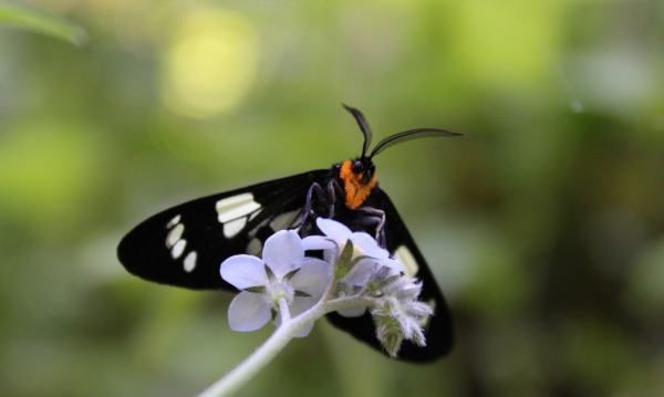 飞蛾为什么要扑火,飞蛾扑火怎么解释图1