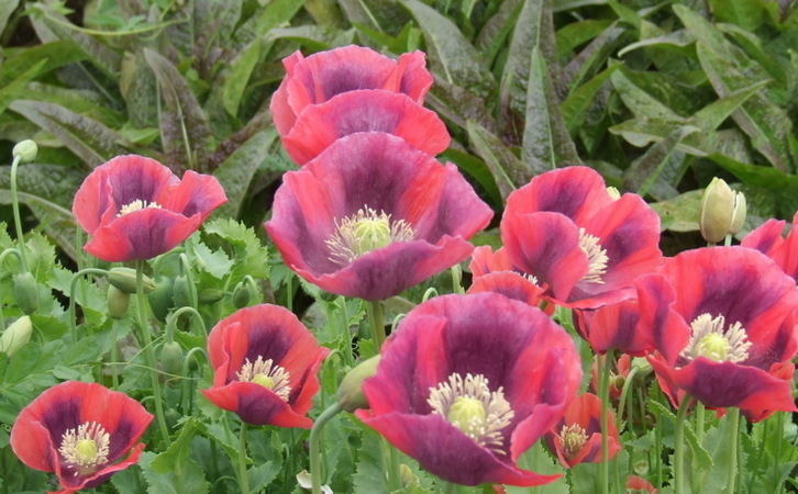 罂粟花的花语是