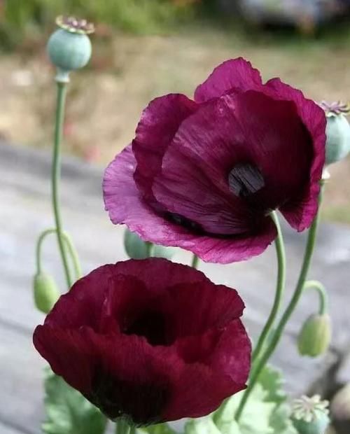 罂粟花语是什么意思