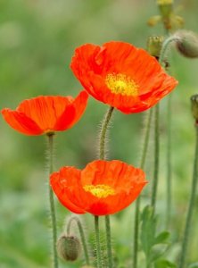 ​罂粟花的花语是什么,蓝色罂粟花的花语是什么意思