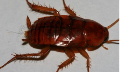 ​为什么蟑螂要叫小强,蟑螂为啥又叫小强