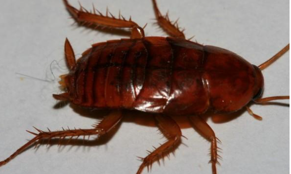 为什么蟑螂要叫小强,蟑螂为啥又叫小强图1