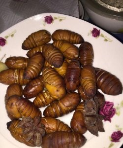 ​蝉蛹得煮多长时间,蚕蛹一般煮多久能熟