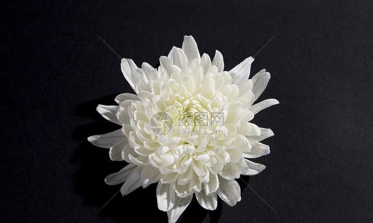 白菊花的花语和象征意义