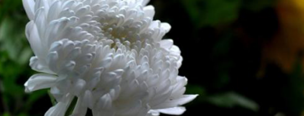 白色菊花寓意着什么,白色菊花寓意着什么意思图1