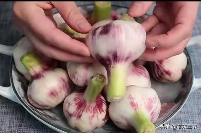 正宗腌制糖醋蒜方法(农村家庭腌制糖醋蒜)(1)