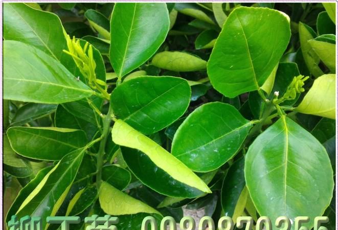 0柳丁是什么材质